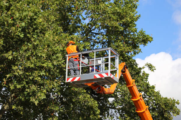 Best Tree Removal  in USA